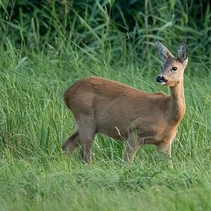 D50 4901 Rehmädchen am Abend IA 8 2017