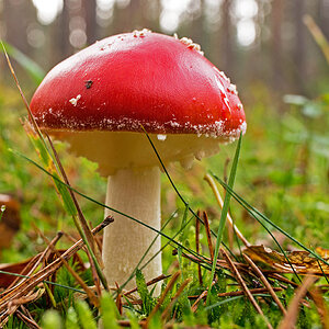 Fliegenpilz 2