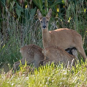 D50 6173 Ricke säugt ihre Kitze IA 8 2017