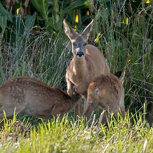 D50 6177 Ricke säugt ihre Kleine IIA 8 2017
