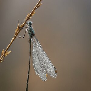 Westliche Weidenjungfer im Goldenstedter Moor