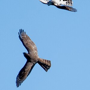 D50 7593 akrobatische Sperber IA 10 2017