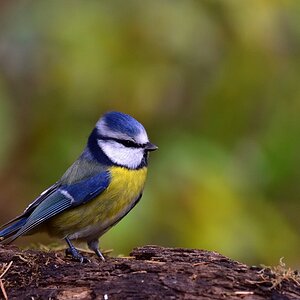 Blaumeise 2017 22646