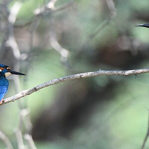 Eisvogel (Common Kingfisher) und Blauschwanzspint (blue-tailed bee-eater)
Bundala Nationalpark

s1655 Bundala Eisvogel Bienenfresser 6456