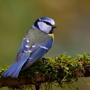 Blaumeise 2017 22661