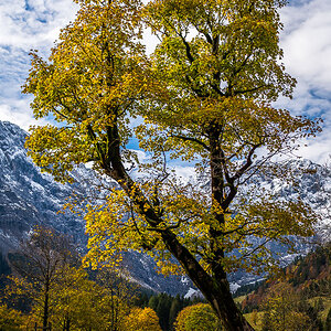 Bergahorn mit Schneebergen