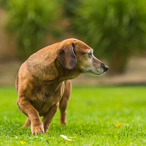 Frieda
