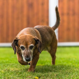 Frieda 2