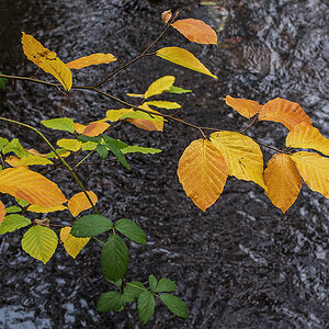 Herbstfarben