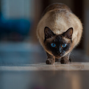 Blauauge