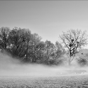 comp DSC 9900 Kopie