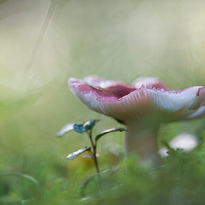 Pilz