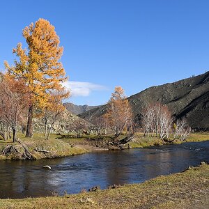 s628 Lärche am Fluss 2691