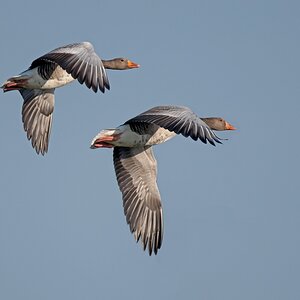 D50 7051 Synchronflug IIA 1 2017