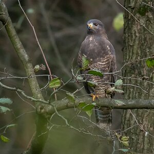 D50 7863 Busasard im schattigen Wald IA 10 2017