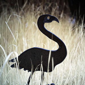 Westerwald Flamingo