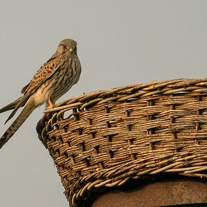 D50 7442 Turmfalke im AbendlichtIA 9 2017