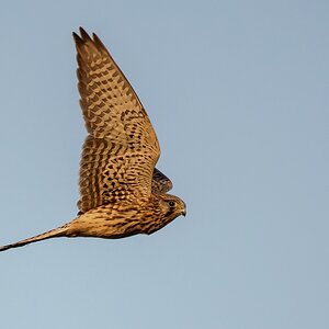 D50 7450 Turmfalke im Abendlicht IIA 9 2017
