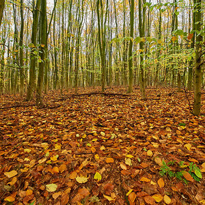 Herbst9