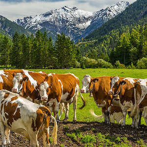 sieben Kühe im Karwendel