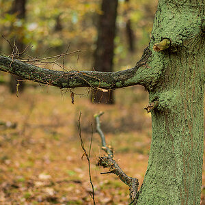 Rauchender Baum