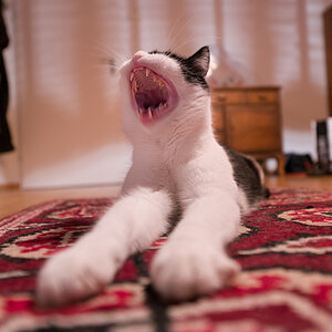 Monsterkatze