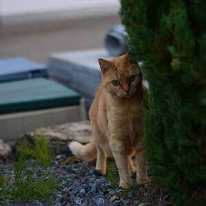 DSC 0006 1