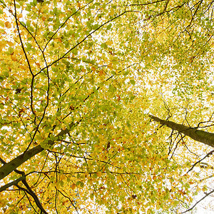 Herbst20