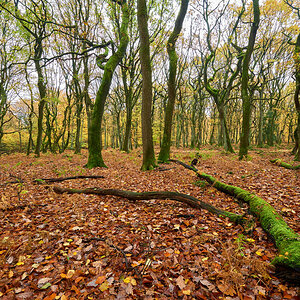 Herbst19