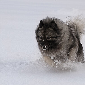 snowdoggie
