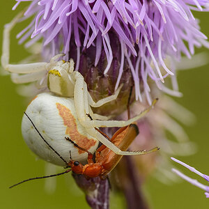 Krabbenspinne