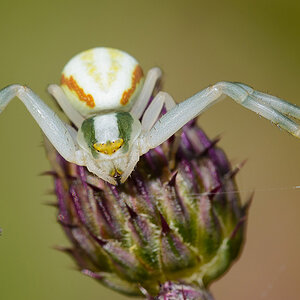 Krabbenspinne1
