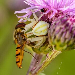 Krabbenspinne3