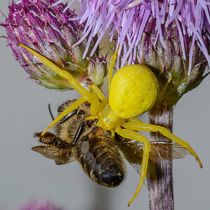 Krabbenspinne4
