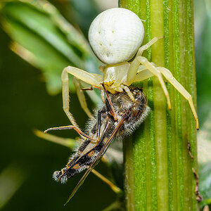 Krabbenspinne5