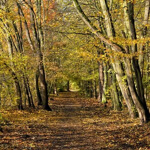 herbst im Wald 1200