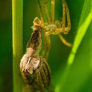 Listspinne