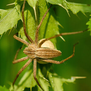 Listspinne1