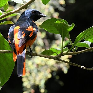 Scharlachmennigvogel (scarlet minivet)
Victoria Park
Nuwara Eliya

s773 NuweraEliya Vogel 5417