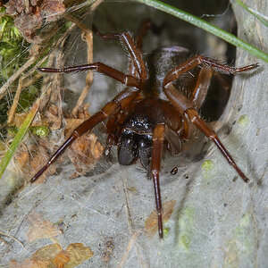 Trichternetzspinne