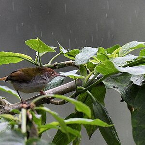 Rotstirn-Schneidervogel (Common Tailorbird)
Victoria Park
Nuwara Eliya

s781 NuweraEliya Vogel 5785