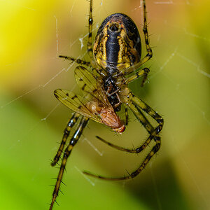 Zebraspinne2
