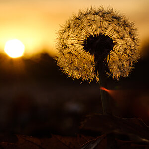 Pusteblume 8575