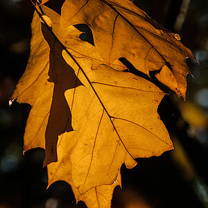 Oktobersonne