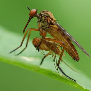 Skorpionsfliege3