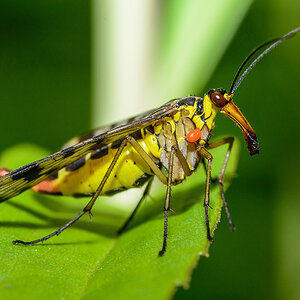 Skorpionsfliege 2