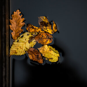 Herbstlaub