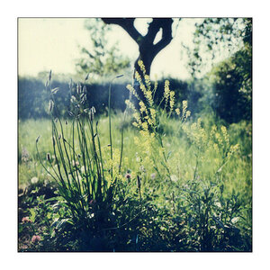 Sabine Lommatzsch 365 Tage Projekt 20170528 Schrebergarten Polaroid