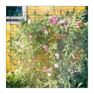 Sabine Lommatzsch 365 Tage Projekt 20170708 Schrebergarten Wicke