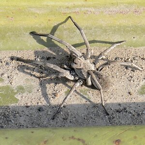 Kamelspinne